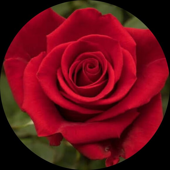 sparkling_roses